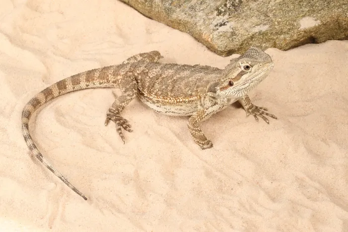 Framed Print : Bearded Dragon (Pogona sp.)