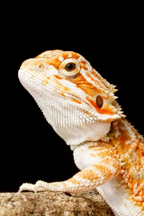 Framed Print : Bearded Dragon (Pogona sp.) Framed Print : Bearded Dragon (Pogona sp.)