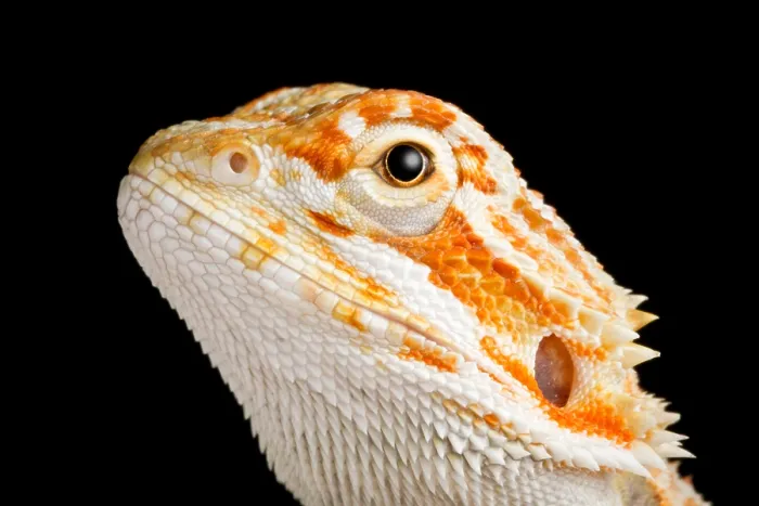 Framed Print : Bearded Dragon (Pogona sp.) portrait Framed Print : Bearded Dragon (Pogona sp.) portrait