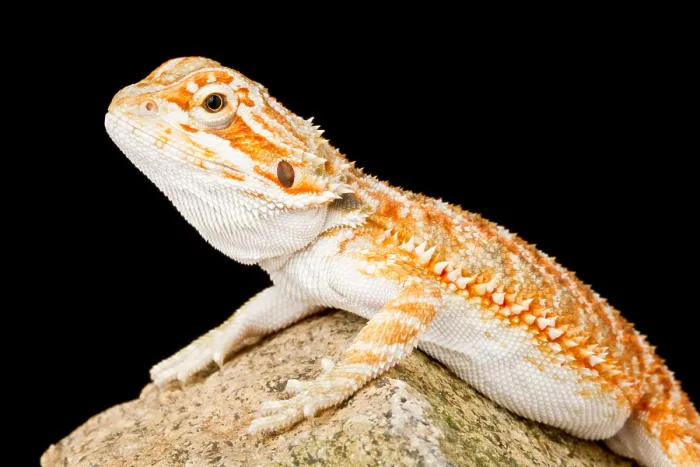Framed Print : Bearded Dragon (Pogona sp.) on Rock