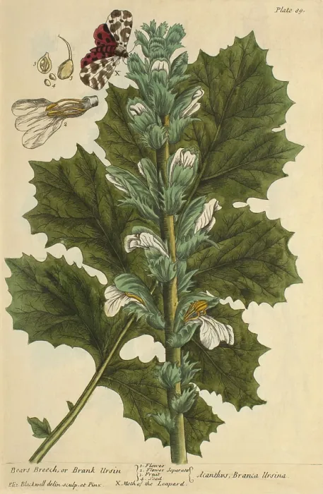 Framed Print : Bear's Breech, Medicinal Plant, 1737 Framed Print : Bear's Breech, Medicinal Plant, 1737