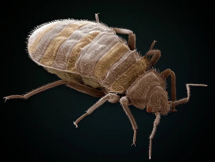 Framed Print : Bedbug, Cimex Lectularius, under a microscope (SEM) Framed Print : Bedbug, Cimex Lectularius, under a microscope (SEM)