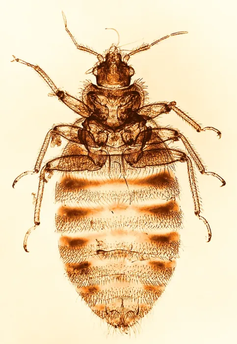 Framed Print : Bedbug, light micrograph Framed Print : Bedbug, light micrograph