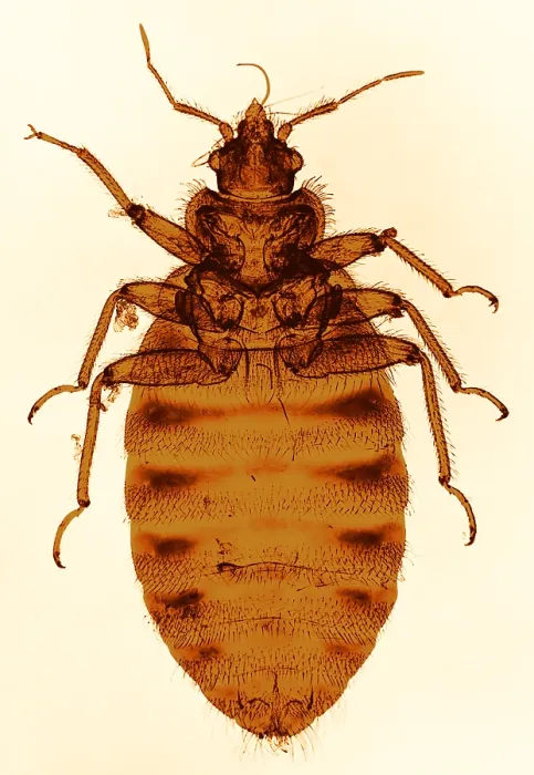 Framed Print : Bedbug, light micrograph Framed Print : Bedbug, light micrograph