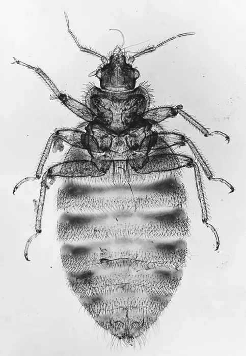 Framed Print : Bedbug under a microscope Framed Print : Bedbug under a microscope
