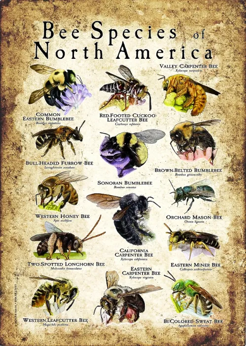 Framed Print : Bee Species of North America Framed Print : Bee Species of North America