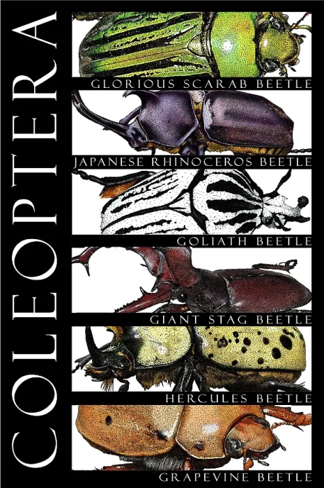 Framed Print : Beetles, Poster Framed Print : Beetles, Poster