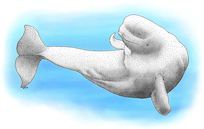 Framed Print : Beluga whale Framed Print : Beluga whale