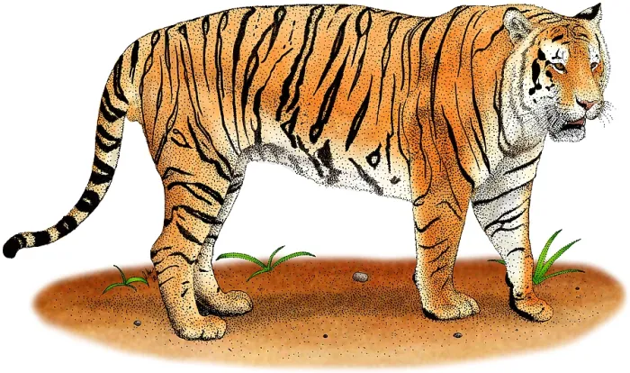 Framed Print : Bengal Tiger Framed Print : Bengal Tiger