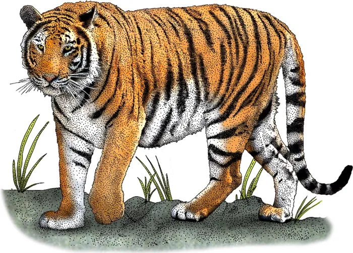 Framed Print : Bengal Tiger