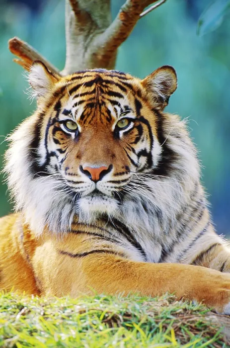 Framed Print : Bengal Tiger Framed Print : Bengal Tiger