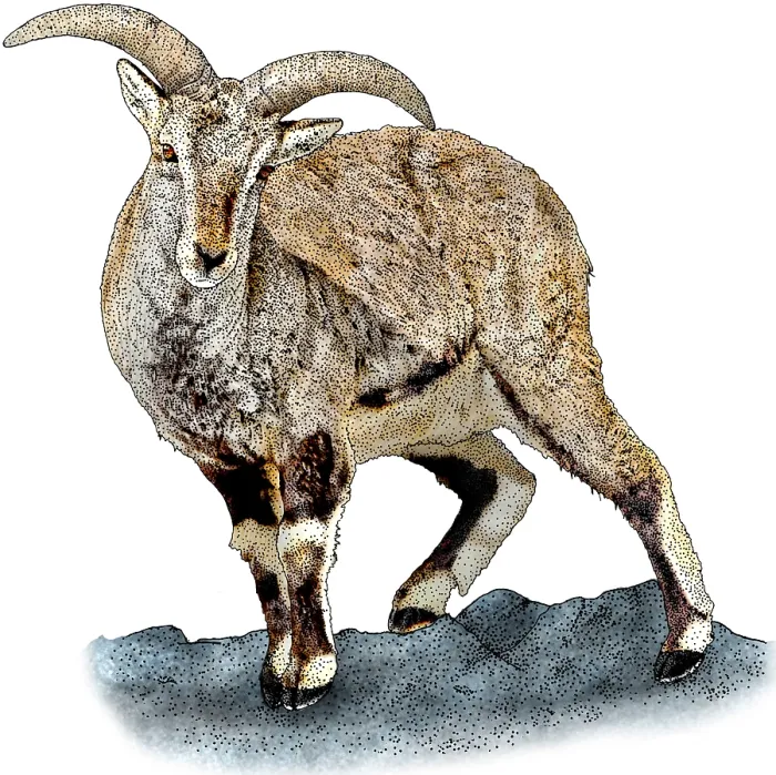Framed Print : Bharal. Illustration of a Bharal (Pseudois nayaur) Framed Print : Bharal. Illustration of a Bharal (Pseudois nayaur)