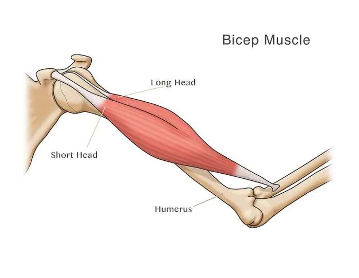 Framed Print : Bicep Muscle, Illustration