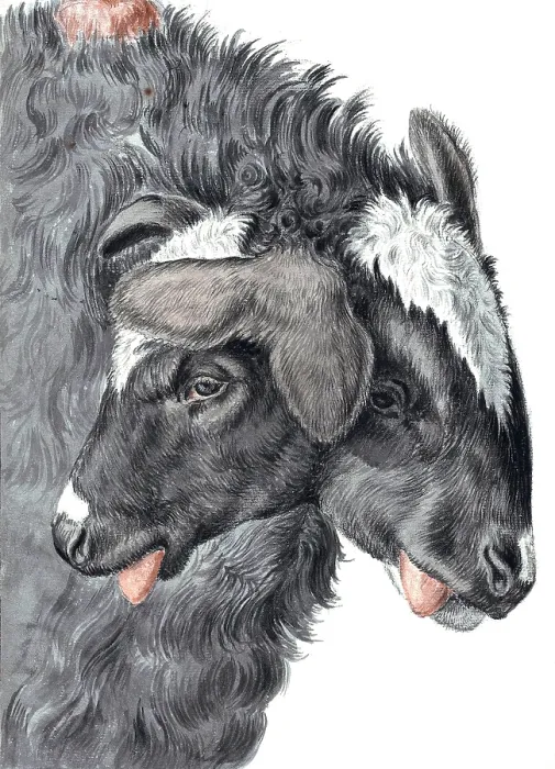 Framed Print : Bicephaly, Two-Headed Sheep Framed Print : Bicephaly, Two-Headed Sheep
