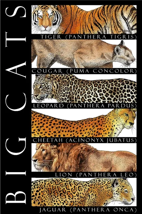 Framed Print : Big Cats, Poster Framed Print : Big Cats, Poster