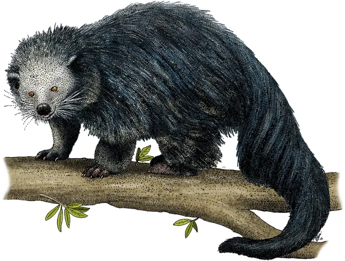 Framed Print : Binturong. Illustration of a Binturong (Arctictis binturong) Framed Print : Binturong. Illustration of a Binturong (Arctictis binturong)