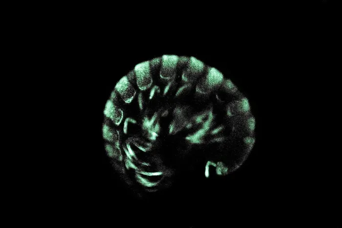 Framed Print : Bioluminescent millipede Framed Print : Bioluminescent millipede