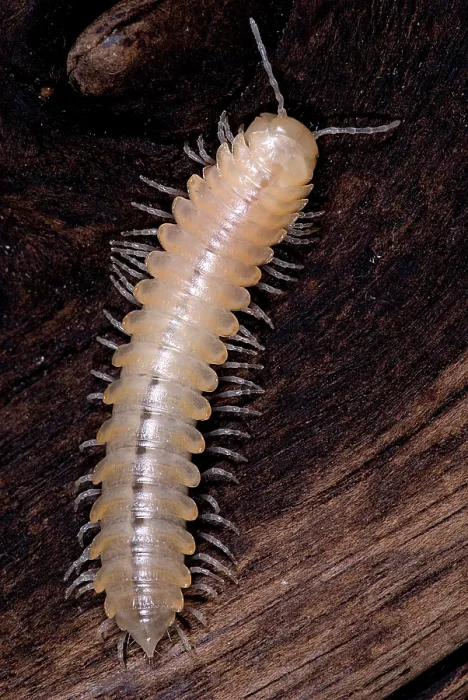 Framed Print : Bioluminescent millipede Framed Print : Bioluminescent millipede