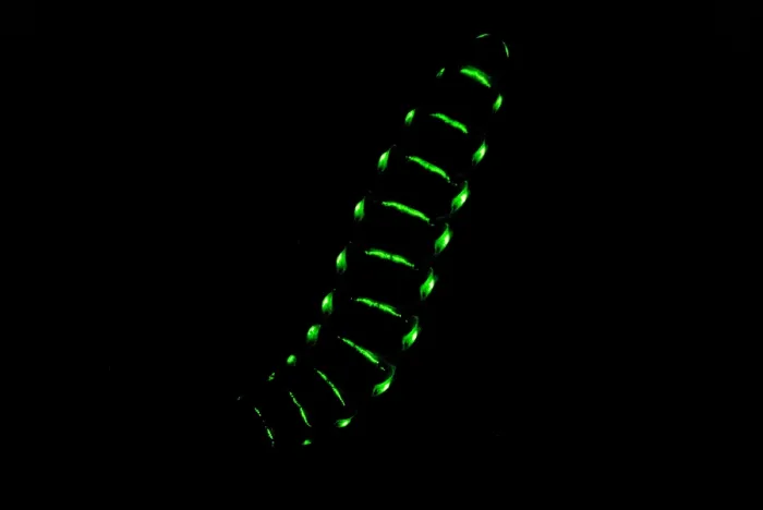 Framed Print : Bioluminescent Railroad Worm Framed Print : Bioluminescent Railroad Worm