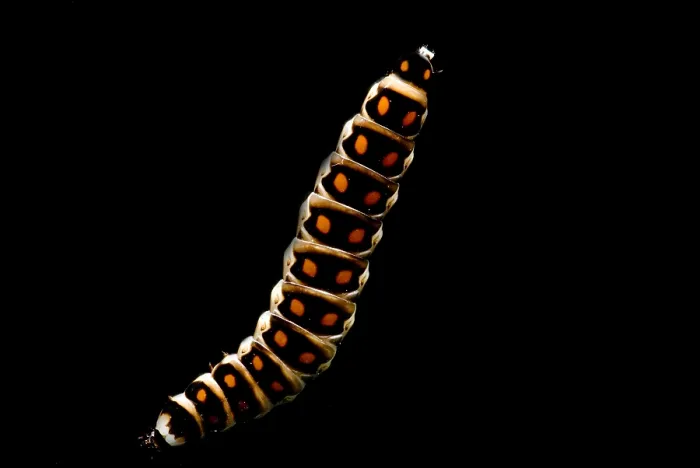 Framed Print : Bioluminescent Railroad Worm