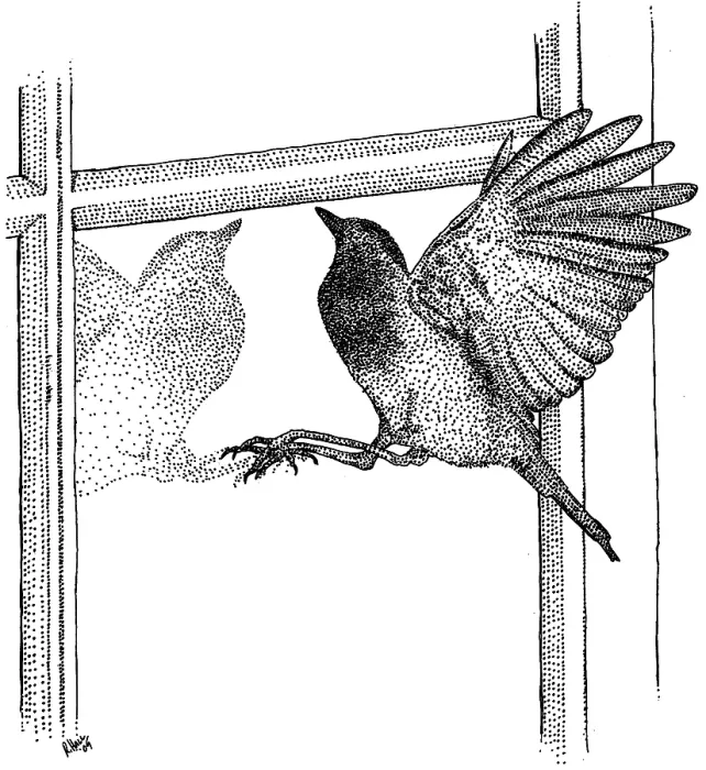 Framed Print : Bird Hitting Window Framed Print : Bird Hitting Window