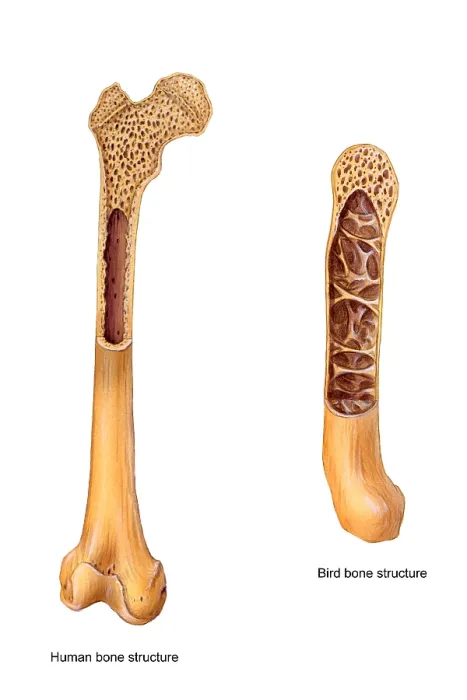 Framed Print : Bird and Human Bone Structure Framed Print : Bird and Human Bone Structure