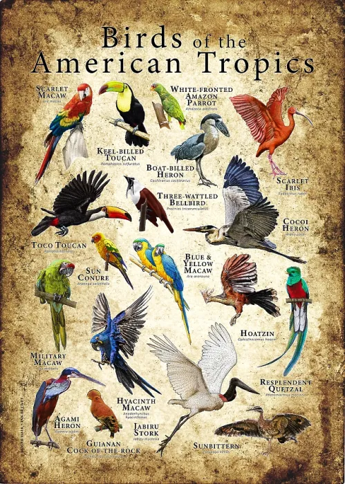 Framed Print : Birds of the American Tropics Framed Print : Birds of the American Tropics