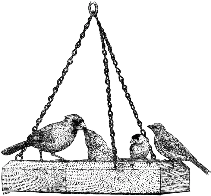 Framed Print : Birds At Birdfeeder