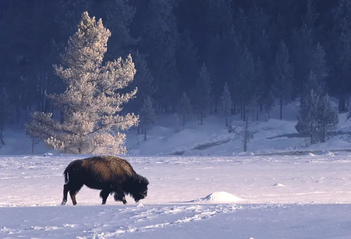 Framed Print : Bison bison Framed Print : Bison bison