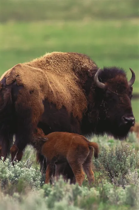 Framed Print : Bison feeding calf Framed Print : Bison feeding calf