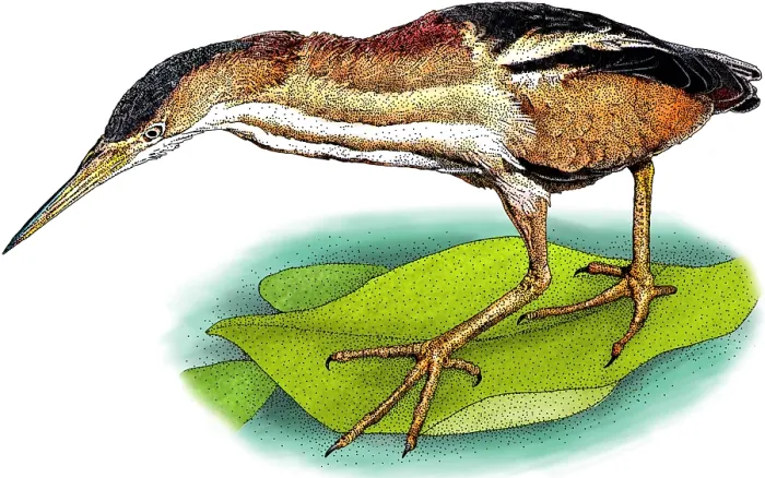 Framed Print : Least bittern Framed Print : Least bittern