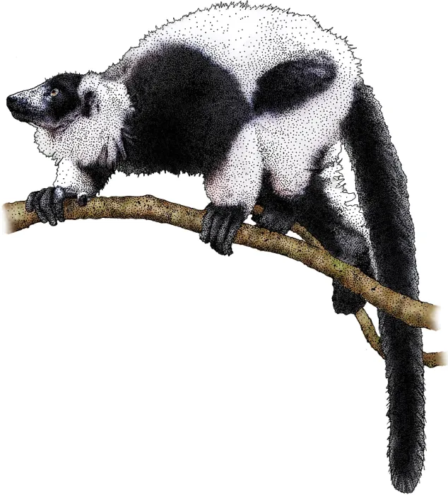 Framed Print : Black-and-white Ruffed Lemur, Illustration Framed Print : Black-and-white Ruffed Lemur, Illustration