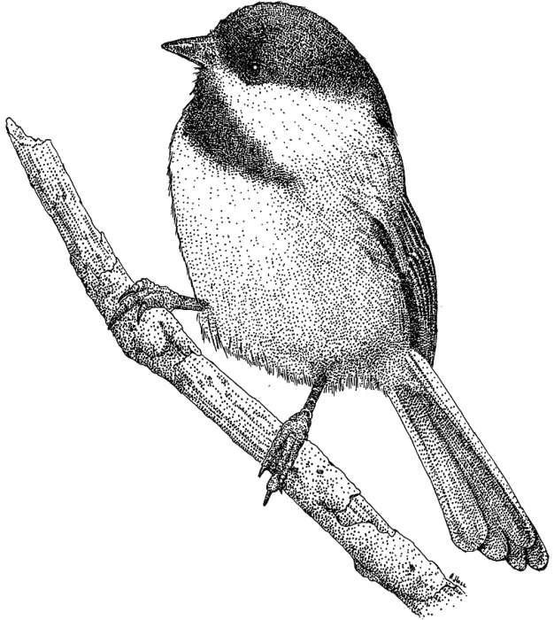 Framed Print : Black Capped Chickadee Framed Print : Black Capped Chickadee
