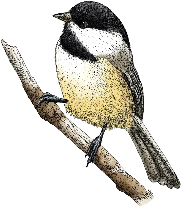 Framed Print : Black Capped Chickadee Framed Print : Black Capped Chickadee