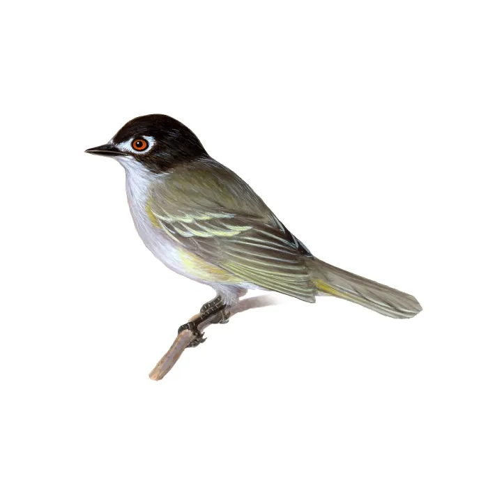 Framed Print : Black-capped Vireo Framed Print : Black-capped Vireo