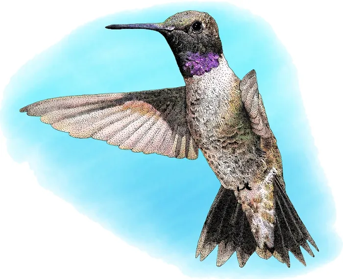 Framed Print : Black-chinned Hummingbird, Illustration Framed Print : Black-chinned Hummingbird, Illustration