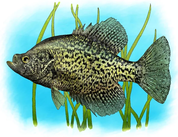 Framed Print : Black Crappie Framed Print : Black Crappie
