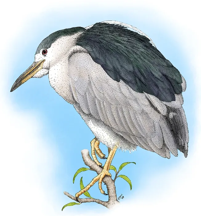 Framed Print : Black-crowned Night Heron Framed Print : Black-crowned Night Heron