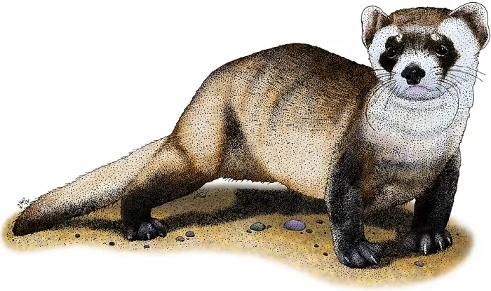 Framed Print : Black-footed ferret Framed Print : Black-footed ferret