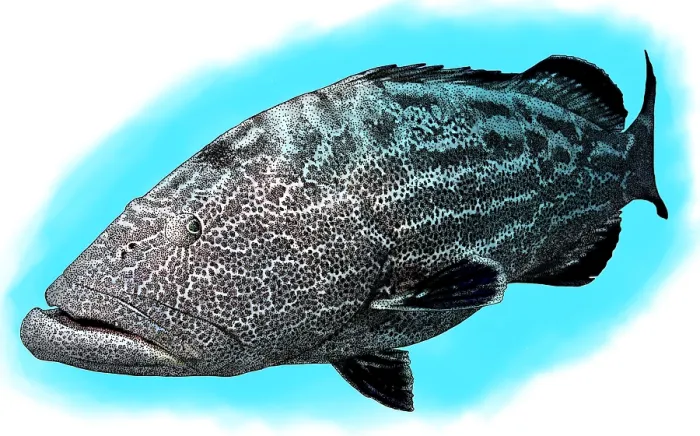 Framed Print : Black grouper Framed Print : Black grouper