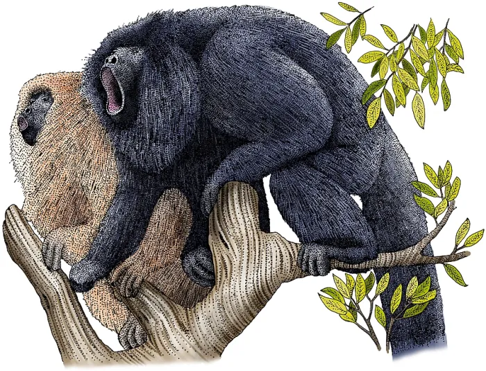 Framed Print : Black Howler Monkeys Framed Print : Black Howler Monkeys