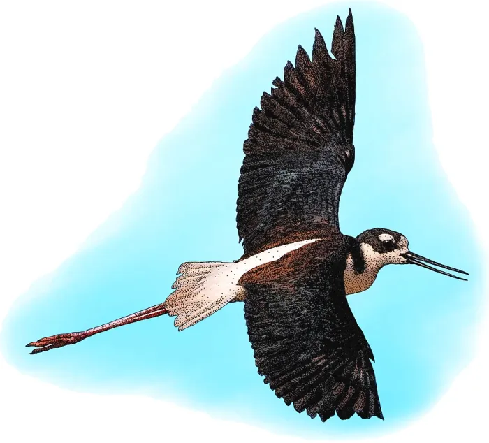 Framed Print : Black-necked Stilt, Illustration Framed Print : Black-necked Stilt, Illustration