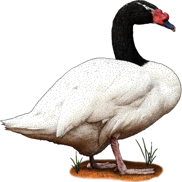 Framed Print : Black Necked Swan Framed Print : Black Necked Swan