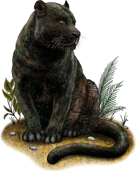 Framed Print : Black Panther