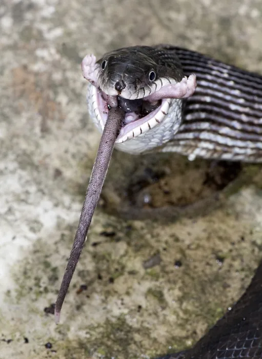 Framed Print : Black Rat Snake feeding