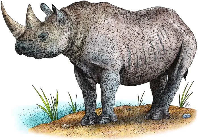 Framed Print : Black Rhinoceros Framed Print : Black Rhinoceros
