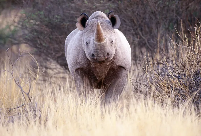 Framed Print : Black Rhinoceros