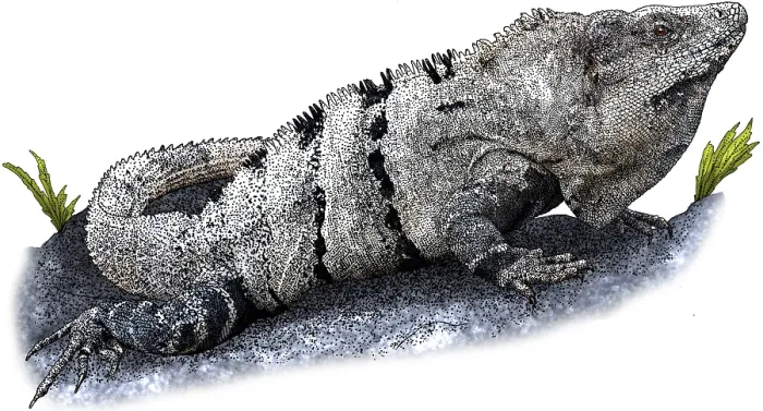 Framed Print : Black spiny tailed iguana