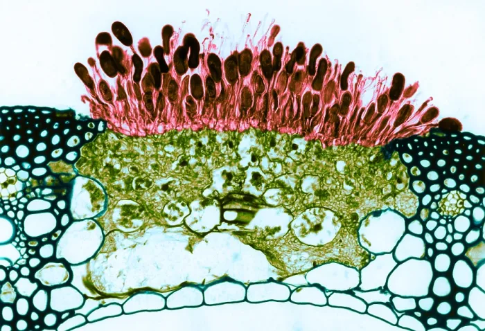 Framed Print : Black Stem Rust (Puccinia graminis), Fungi, light micrograph Framed Print : Black Stem Rust (Puccinia graminis), Fungi, light micrograph