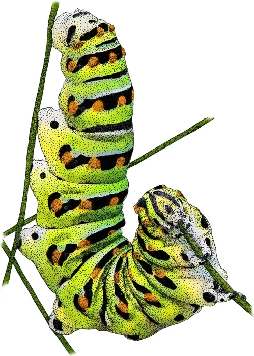 Framed Print : Black Swallowtail Caterpillar, Illustration Framed Print : Black Swallowtail Caterpillar, Illustration